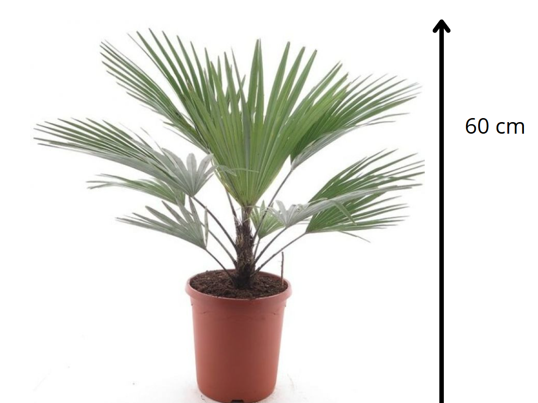 Trachycarpus princeps 60 см